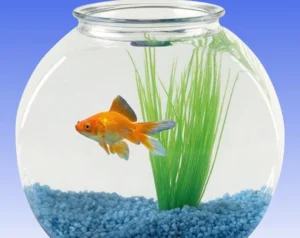 Having A Goldfish Simulator 1